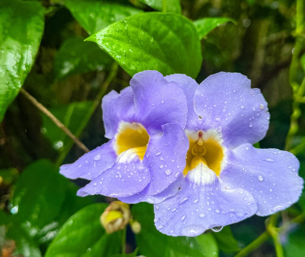 a purple colored flower with water droplets in kauai