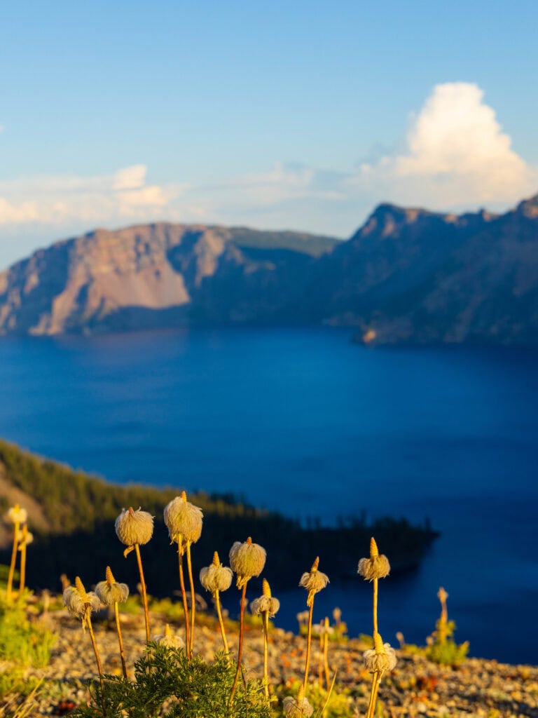 white flowers in the foreground in front of crater lake