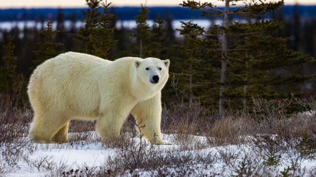 a polar bear looks right at our camera