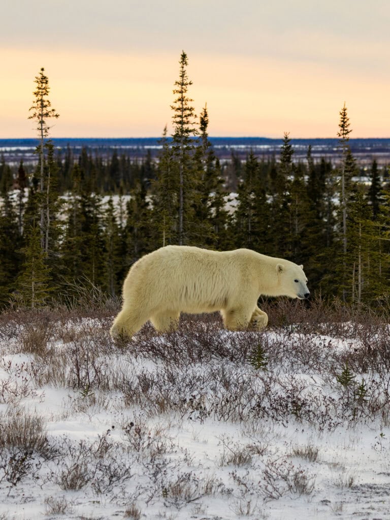 a polar bear walks away from the road in canada