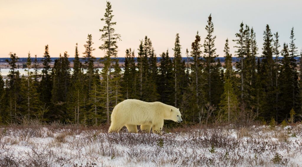 a polar bear stands on the tundra in the morning