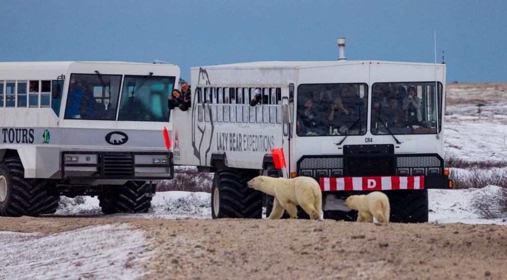 guests photograph polar bears as they walk in front of their tundra buggy