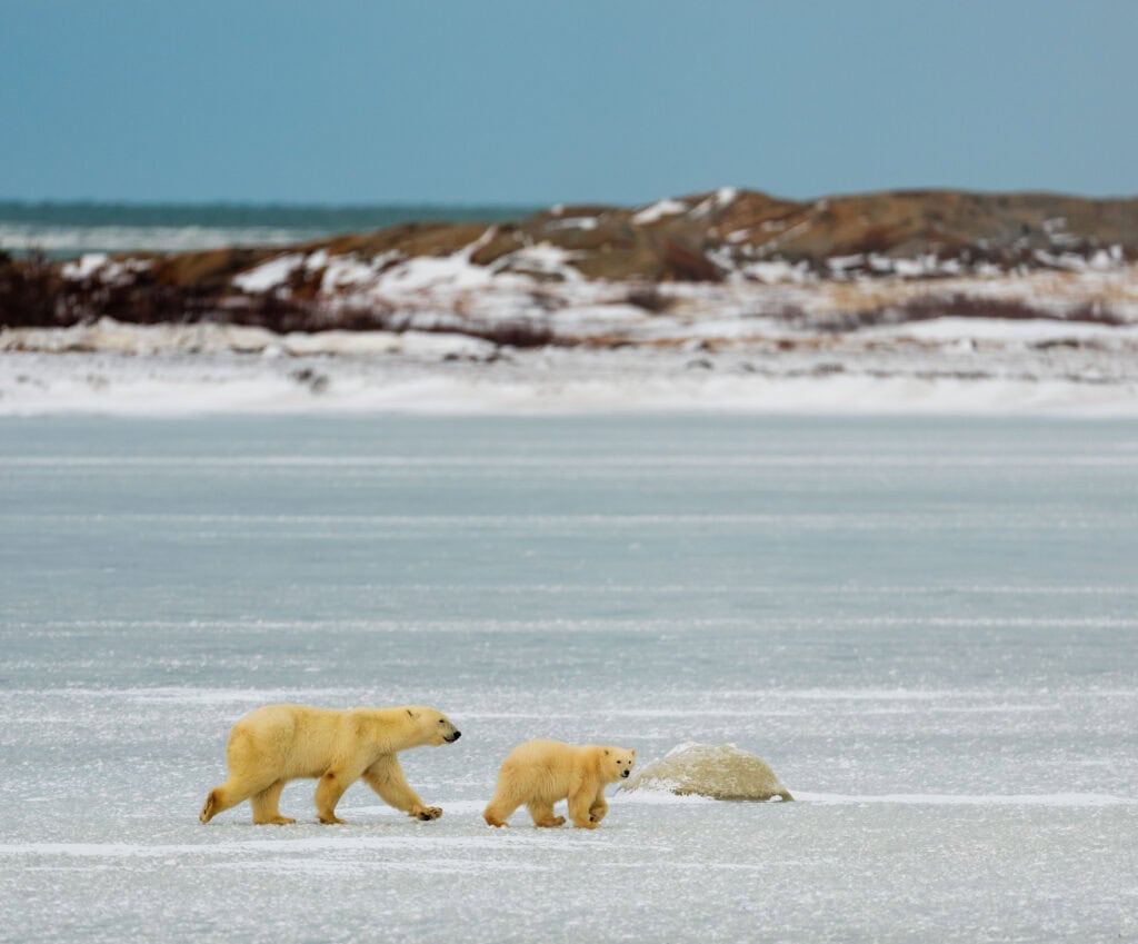 a mom and a cub walk across the ice in churchill