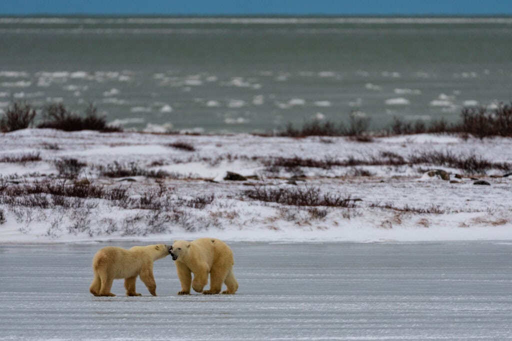two polar bears meet in the middle of a ice sheet
