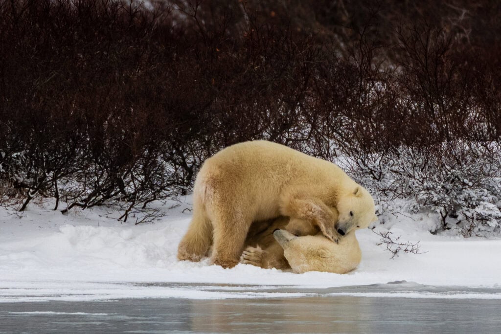 polar bears wrestling near churchill in manitoba