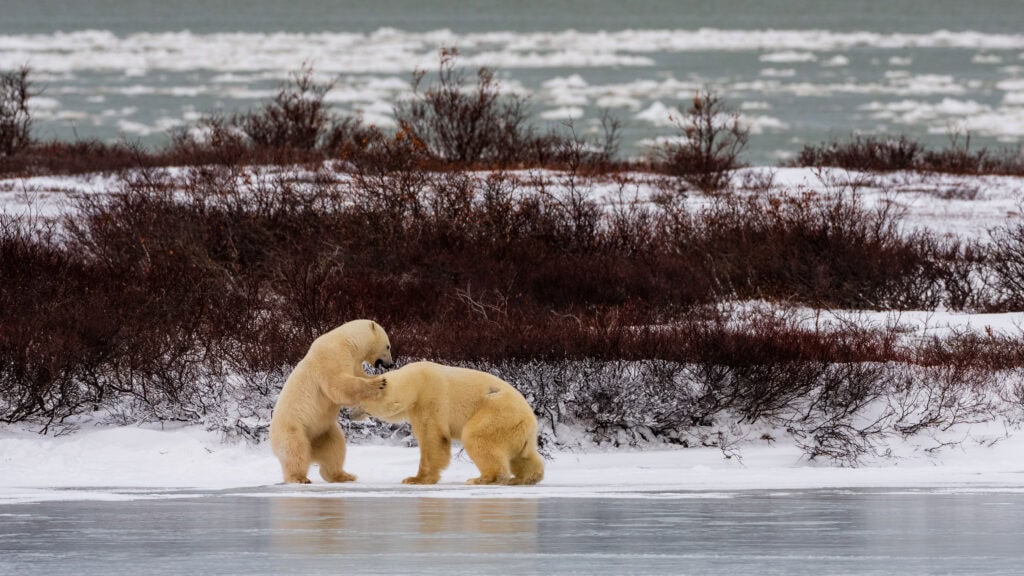 a polar bear swipes its paw at another polar bear near the ice