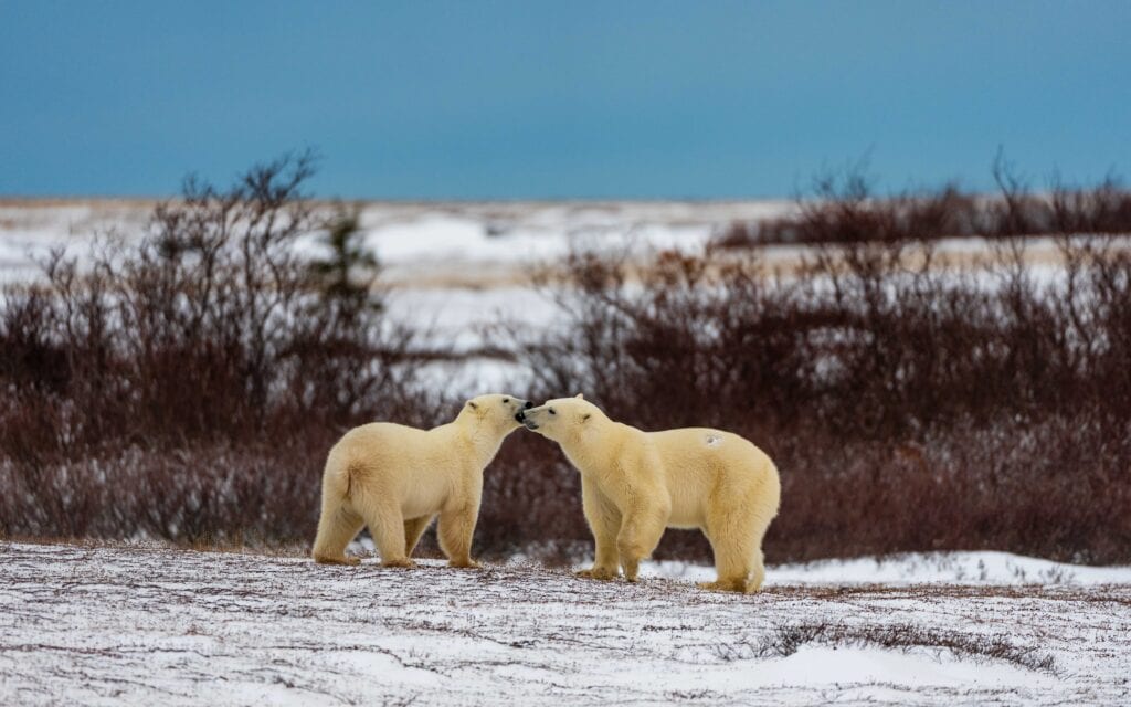 two polar bears put their faces close together