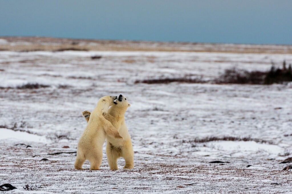 two polar bears rough house on the tundra in churchill