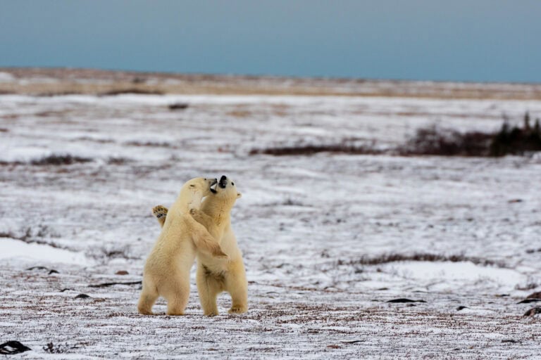 two polar bears rough house on the tundra in churchill