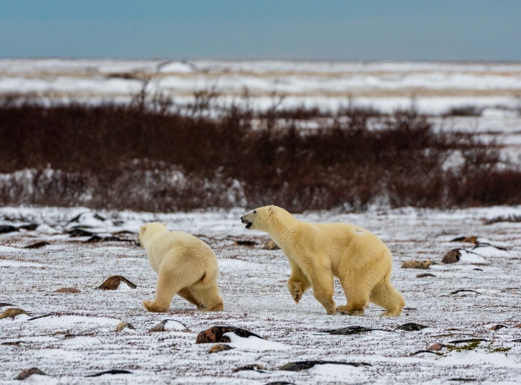 two polar bears playing on the tundra