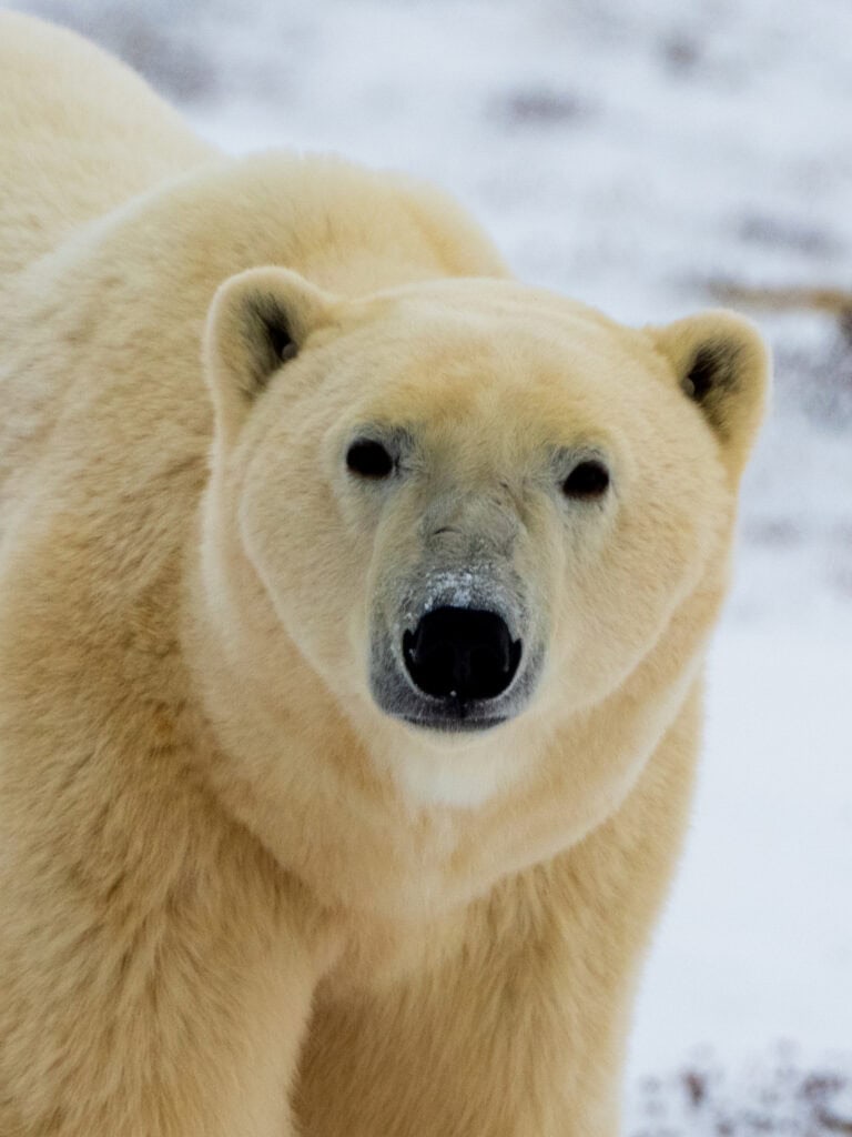 a polar bear looks right at our camera