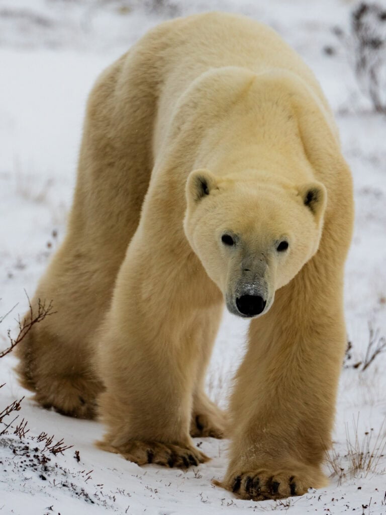 a polar bear looks right at our camera