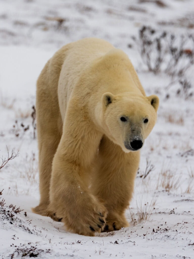 a polar bear looks right at our camera