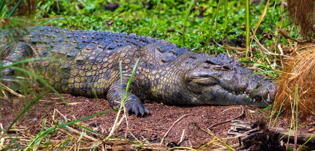 a large nile crocodile sunbathes on an island in lake ihema
