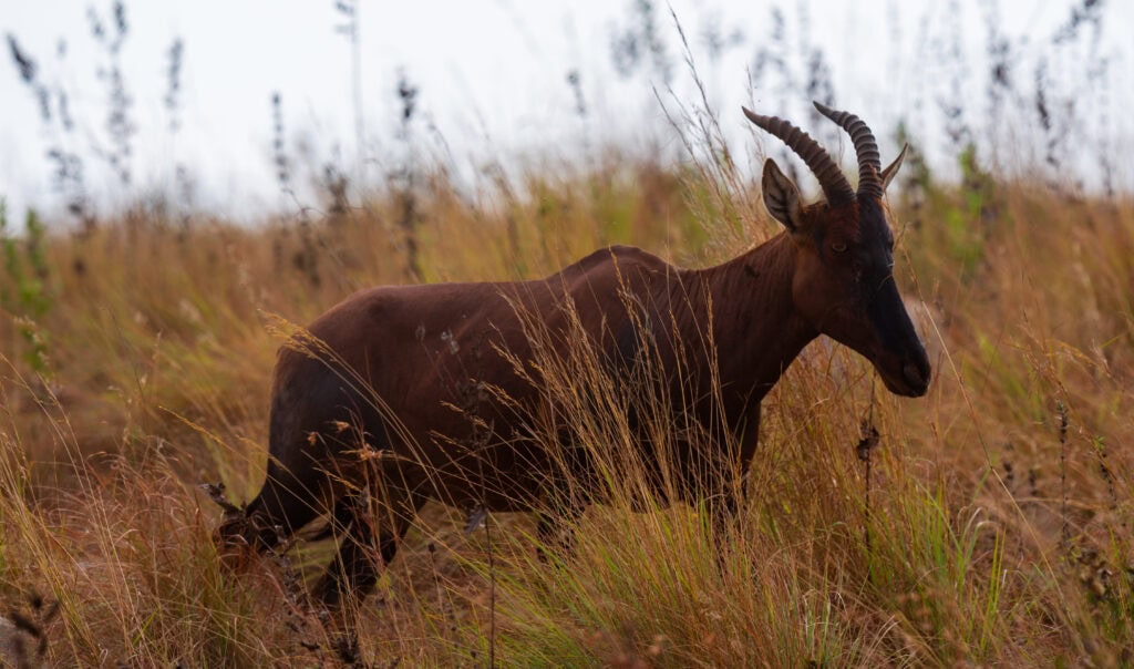 a large horned animal walks through the tall brush in africa