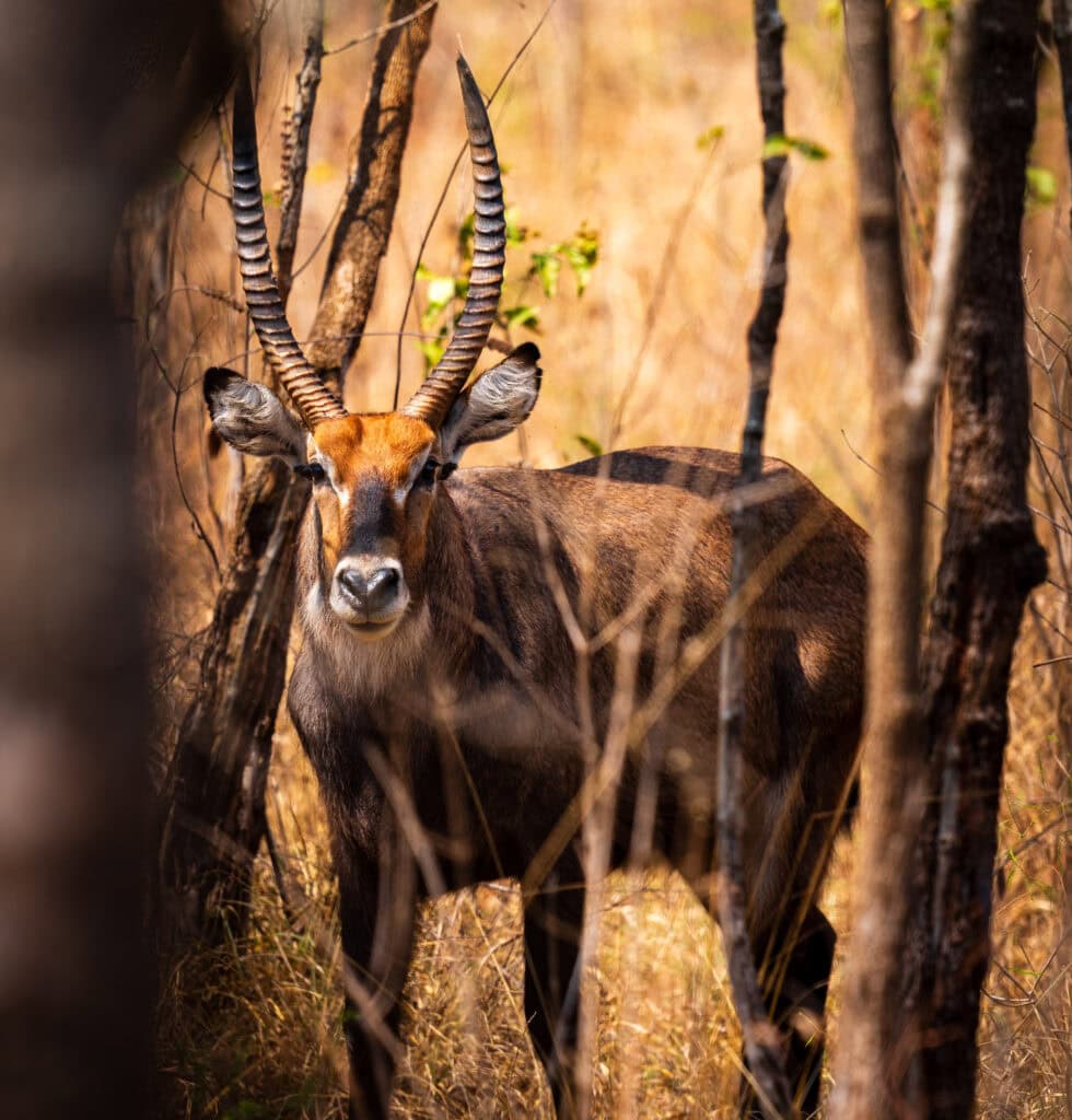 a horned animal stares at our safari vehicle in akagera national park