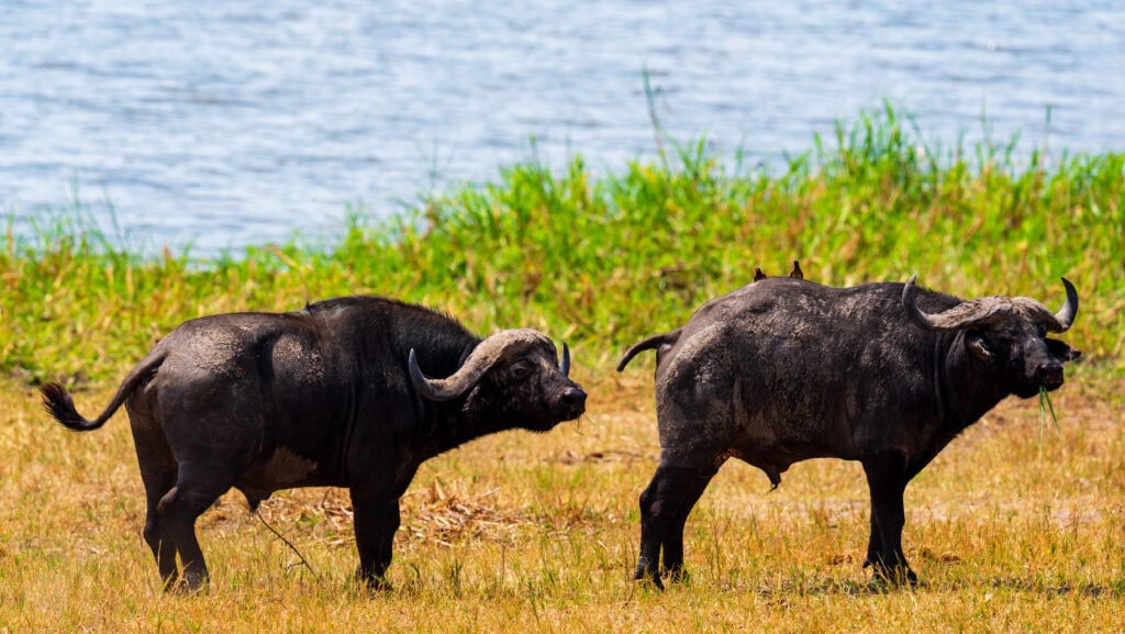 cape buffalo standing in grasses near a lake