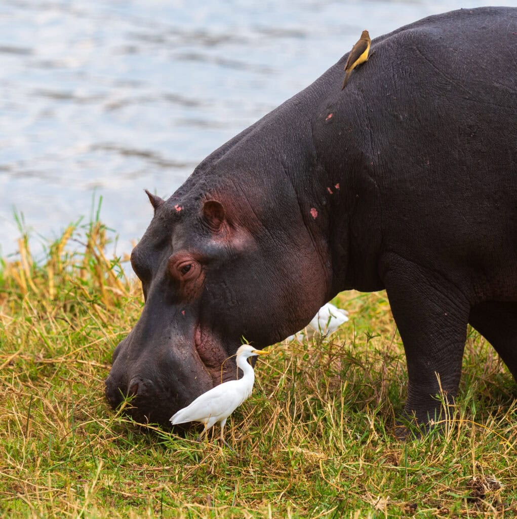 a hippo graves on land