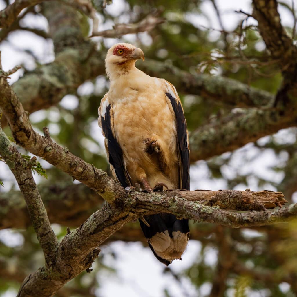 a white bird of prey sits on a branch