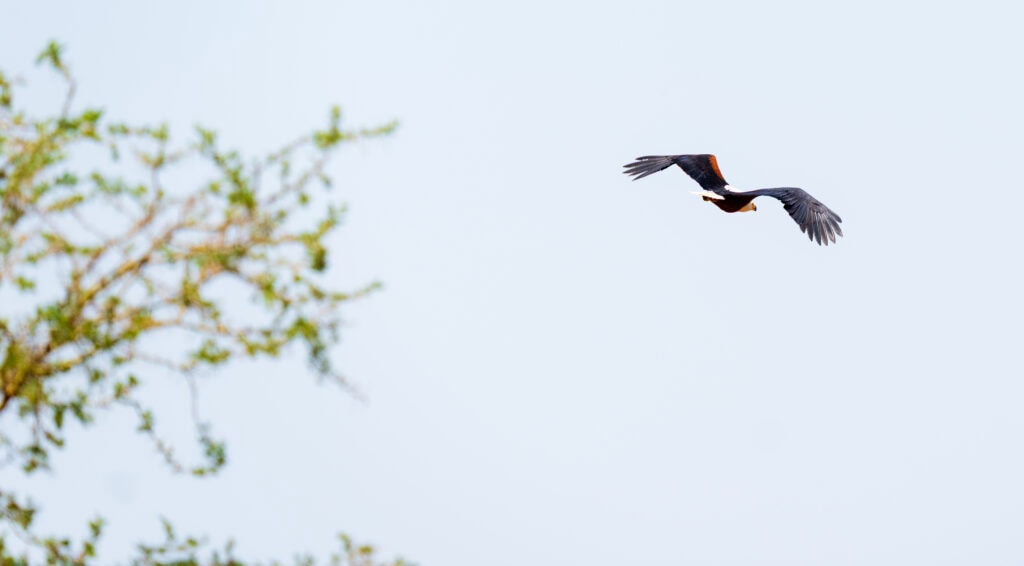 a bird takes flight in africa