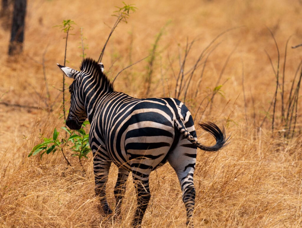 a zebra walks on the safari