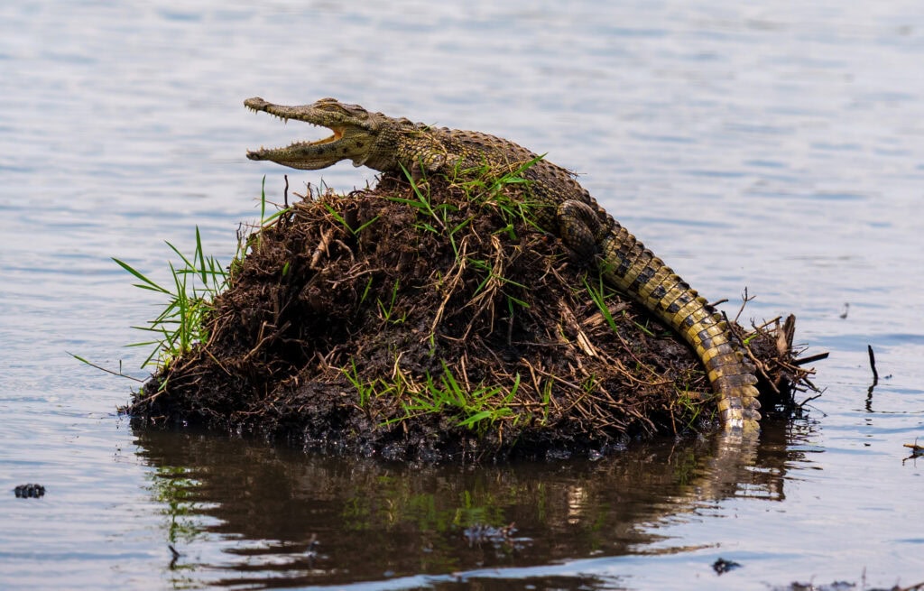 a baby crocodile opens its mouth sitting on a rock