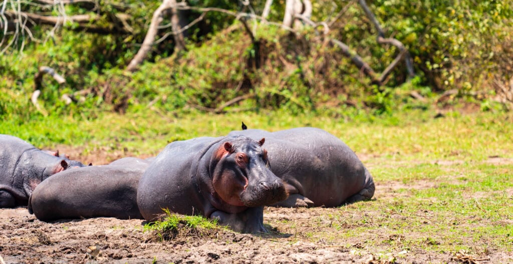 hippos laying on the shoreline of lake ihema