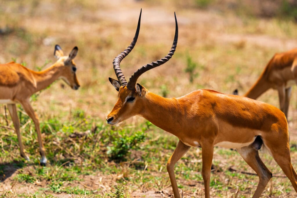 an impala in akagera national park in rwanda