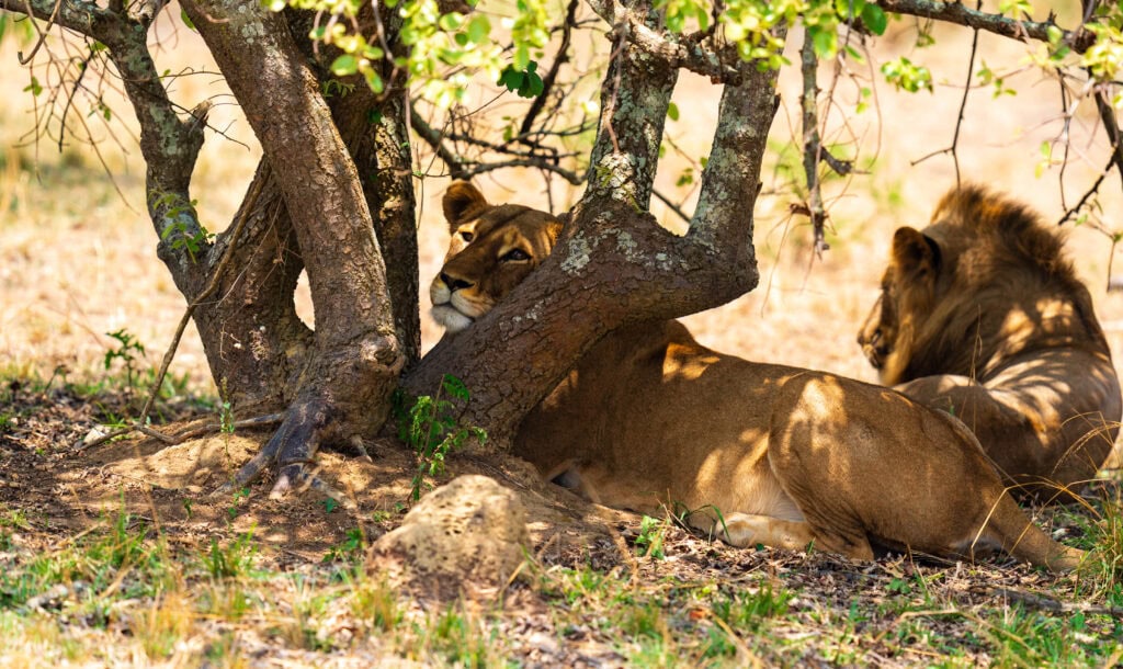 a female lion lays under a shade tree in akagera national park in rwanda