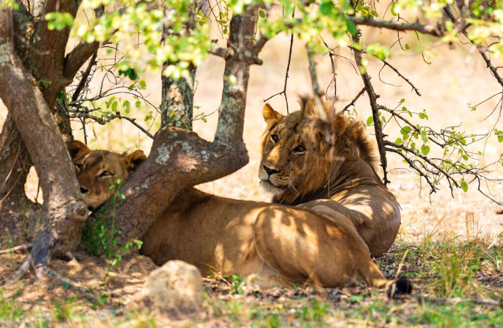 a male and female lion lay under a shade tree in africa