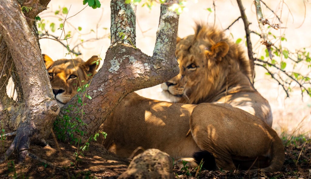 a male and female lion lay under a shade tree in africa
