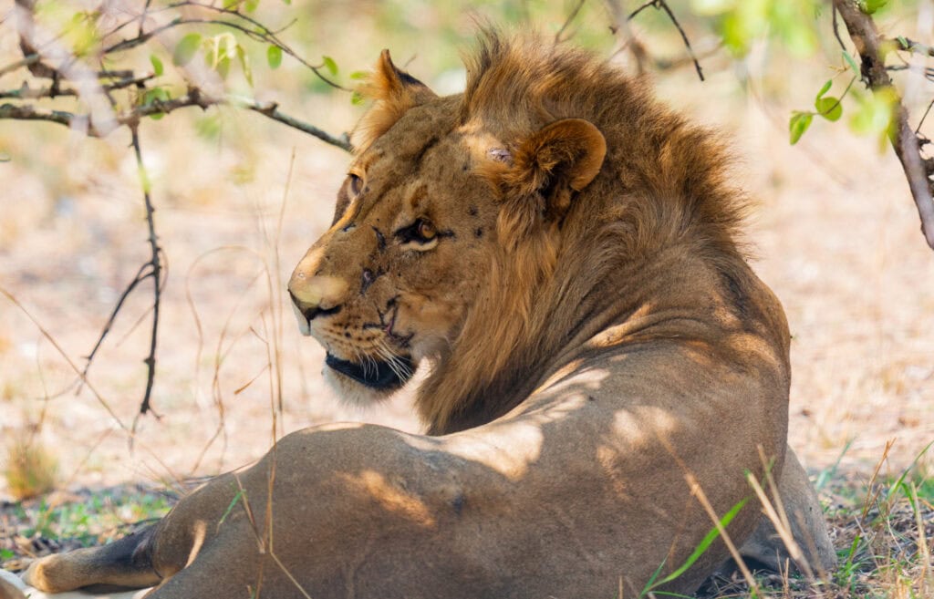 a male lion turns its head