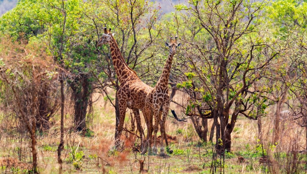 two giraffes eating leaves in akagera national park