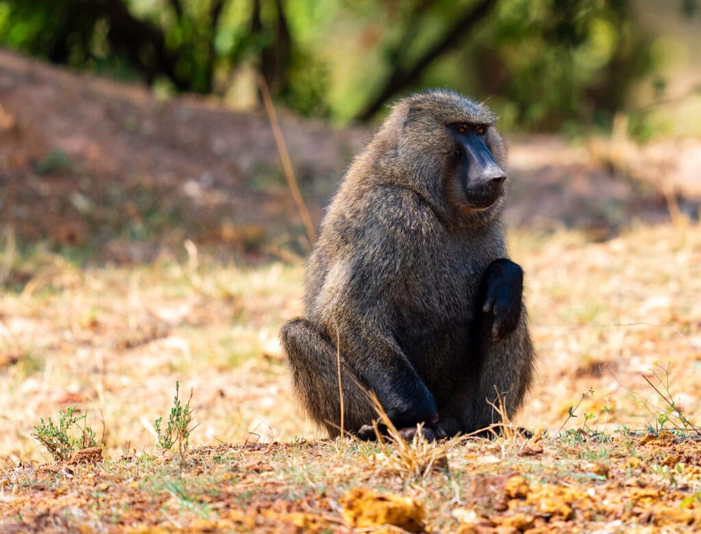 a baboon sits on the ground