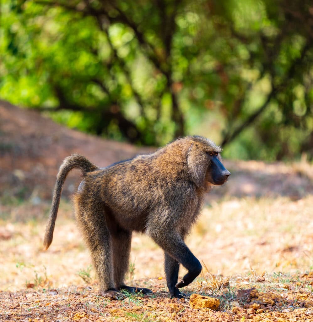 a baboob walks in akagera national park