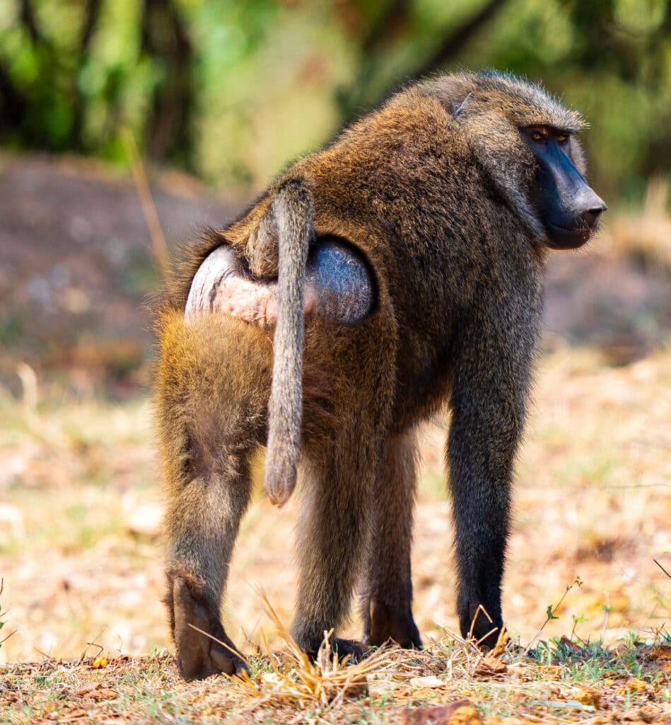 a baboon looks over its shoulder at the photographer