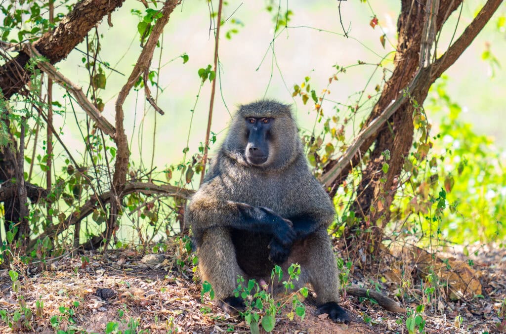 an adult banoon sits with arms crossed in the shade