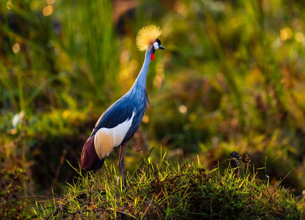 a colorful bird with yellow headdress seen on safari in akagera national park