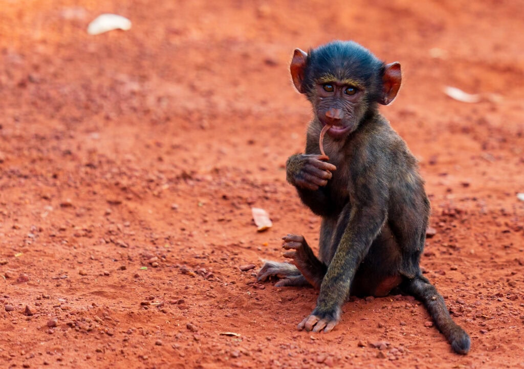 a baby baboon holds a stick in its hand