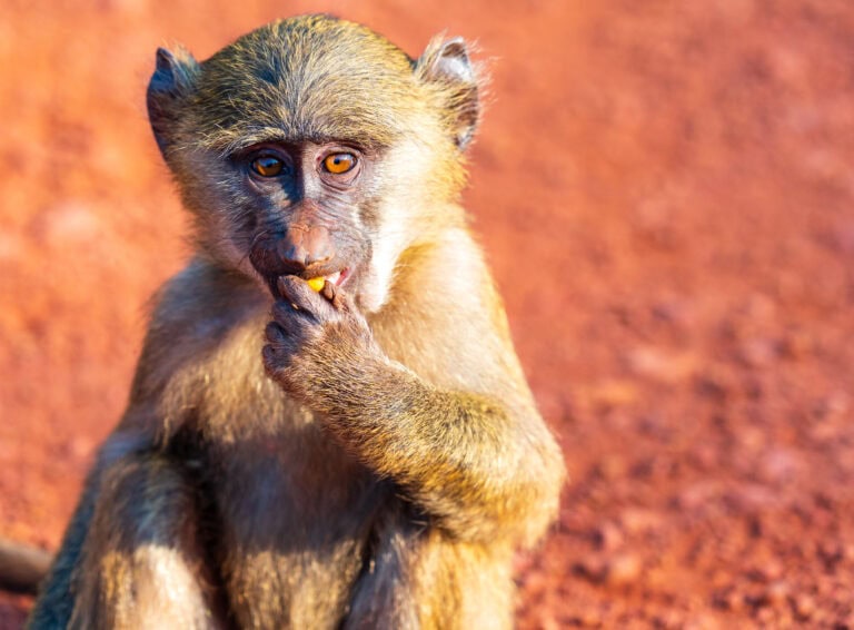 a young baboon loos at the camera while eating fruit