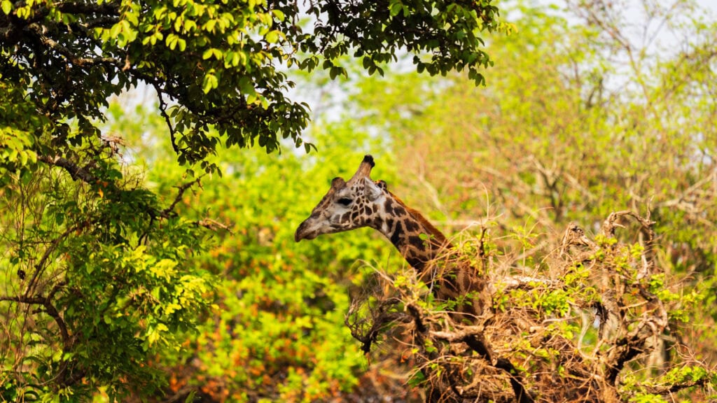 a giraffe stands near a tree in rwanda