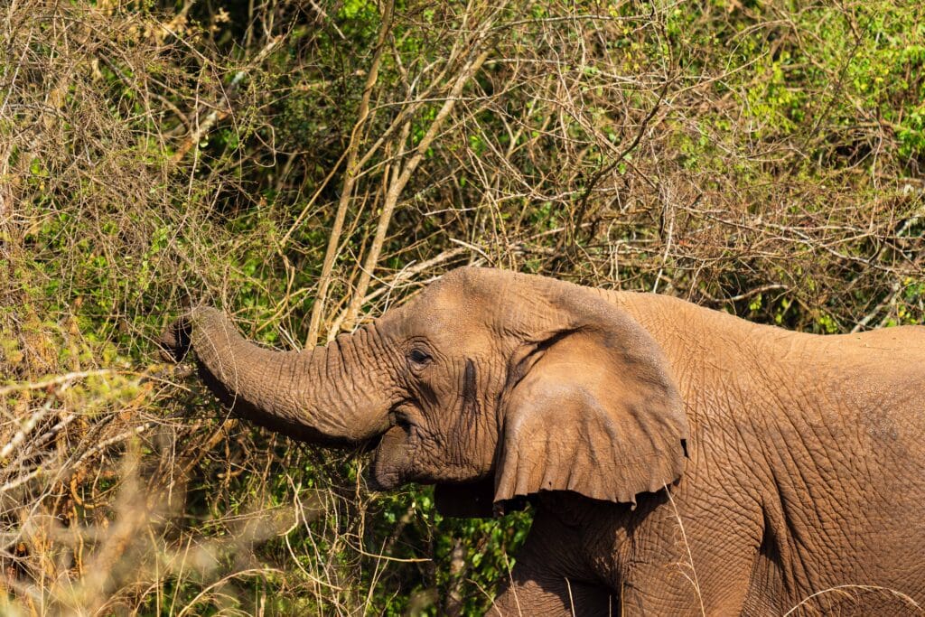 an elephant looks at our safari vehicle in akagera national park