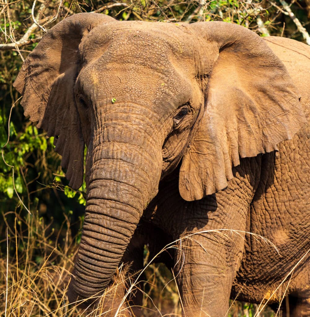 an elephant looks at our safari vehicle in akagera national park