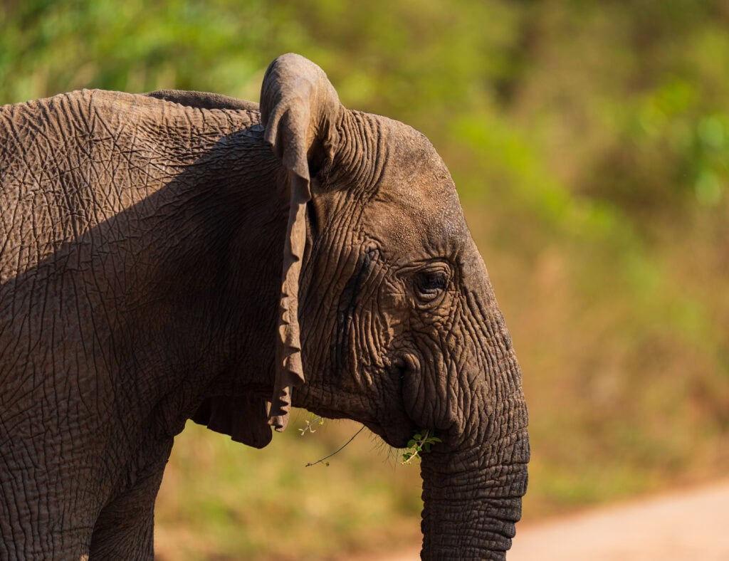 an elephant looks at our safari vehicle in akagera national park