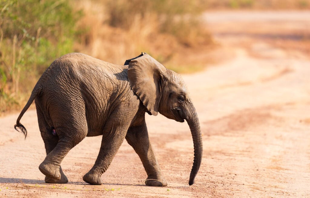 a baby elephant walks across the road during our second day on safari in akagera national park