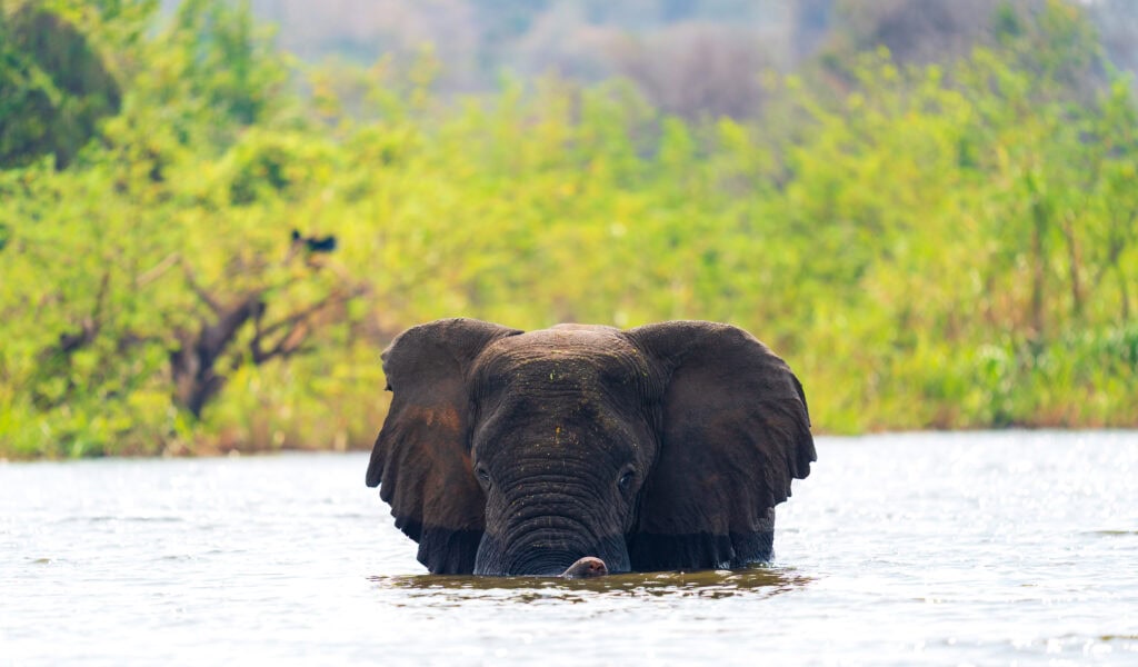 an elephant looks at the camera while cooling off in lake ihema