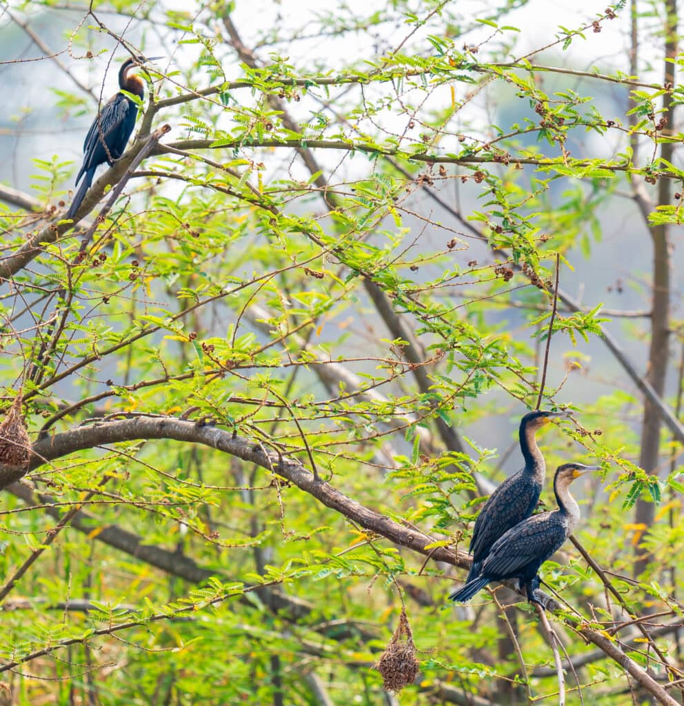 three grey birds sit on a branch near lake ihema in akagera national park