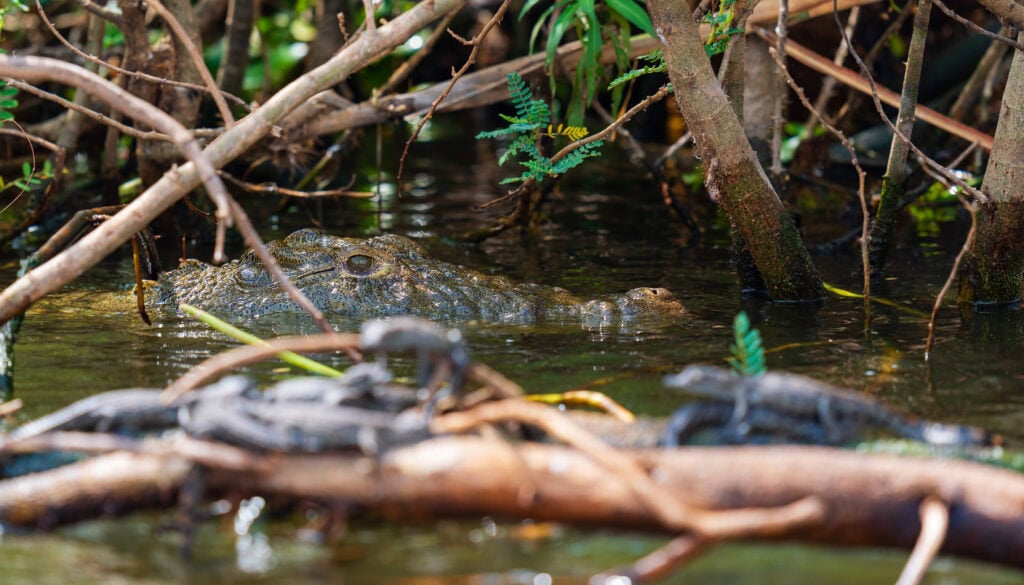 baby nile crocodiles lay on a log during our safari in akagera national park