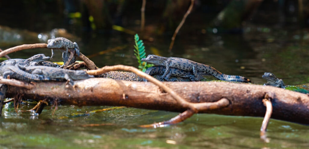 baby nile crocodiles lay on a log during our safari in akagera national park