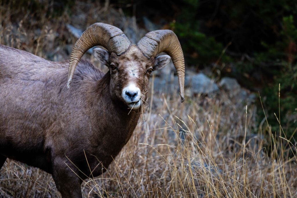 a big horn sheep looks at the camera while grazing in Wyoming